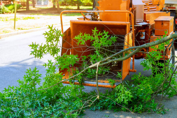 Best Large Tree Removal  in Lake Winnebago, MO